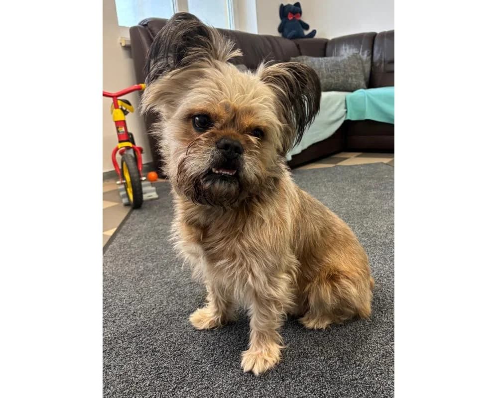 Chicco, male English Bulldog for adoption at Tierschutzverein Wiener Neustadt, Neustadt