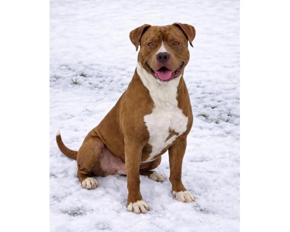 Tweety, male English Bulldog for adoption at Tierschutzverein Wiener Neustadt, Neustadt