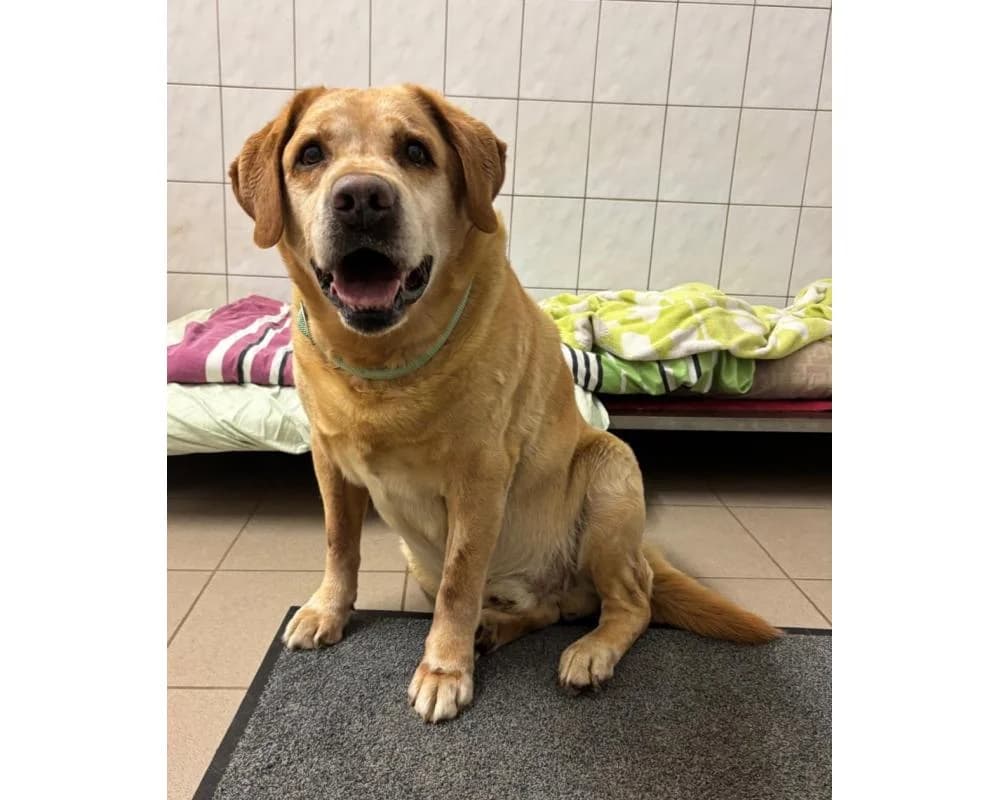 !PFLEGEPLATZ GESUCHT EROS! 0664/1659081, male Labrador Retriever for adoption at Tierschutzverein Wiener Neustadt, Neustadt