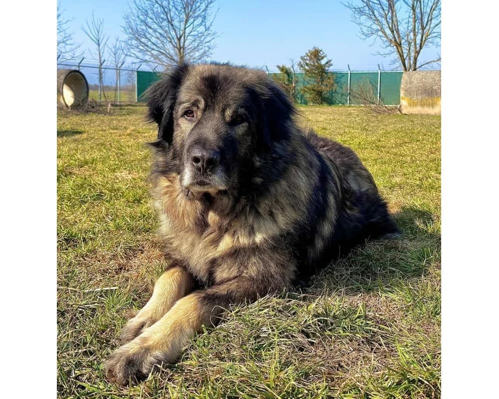 Simba, male mixed breed for adoption at Tierschutzverein Wiener Neustadt, Neustadt
