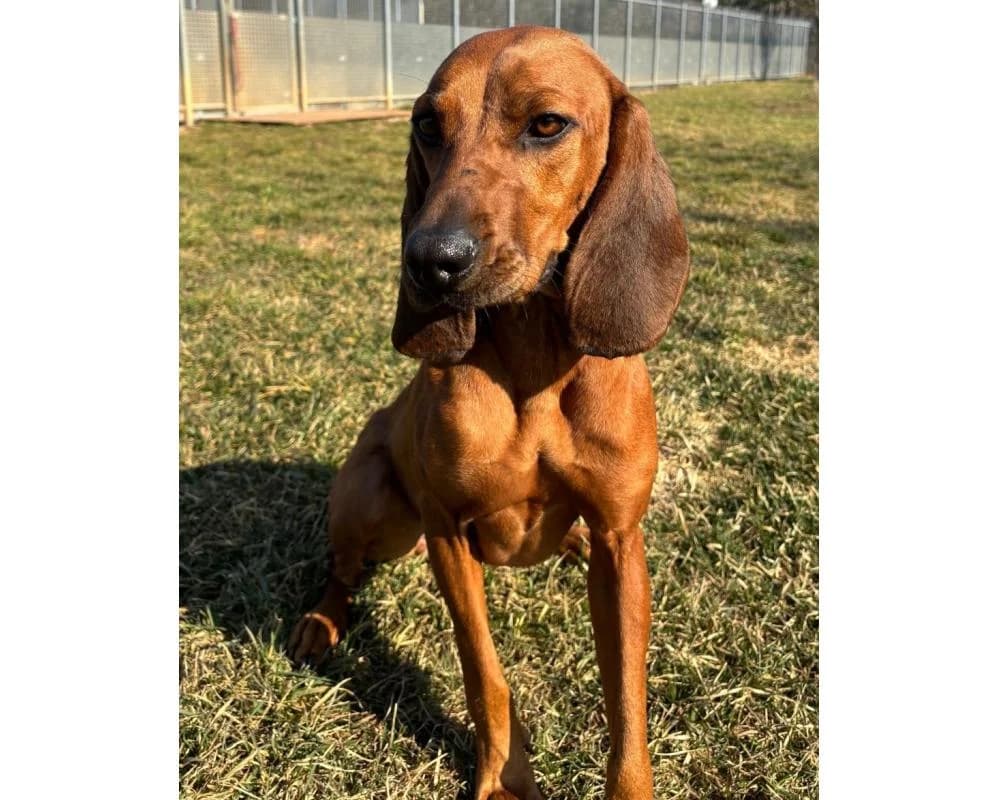Maya, female 5yo mixed breed for adoption at Tierschutzverein Wiener Neustadt, Neustadt