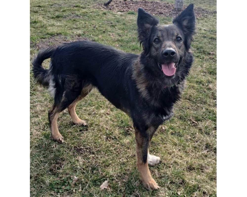 Kiri, female mixed breed for adoption at Tierschutzverein Wiener Neustadt, Neustadt