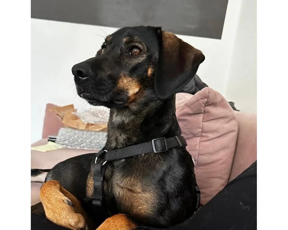 !PRIVAT DRINGEND ZUHAUSE GESUCHT! 0681 81228121, female mixed breed for adoption at Tierschutzverein Wiener Neustadt, Neustadt