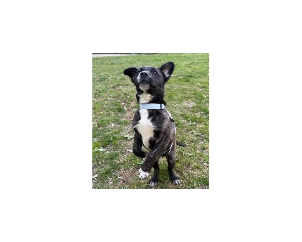 !PRIVAT DRINGEND ZUHAUSE GESUCHT! 0699/19119001, male Mixed Breed for adoption at Tierschutzverein Wiener Neustadt, Neustadt