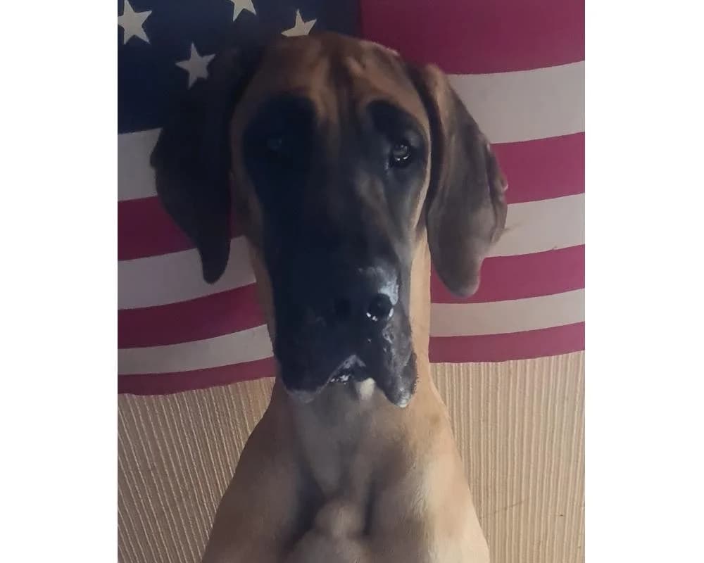 !PRIVAT DRINGEND ZUHAUSE GESUCHT! 0676/7701815, female Great Dane for adoption at Tierschutzverein Wiener Neustadt, Neustadt