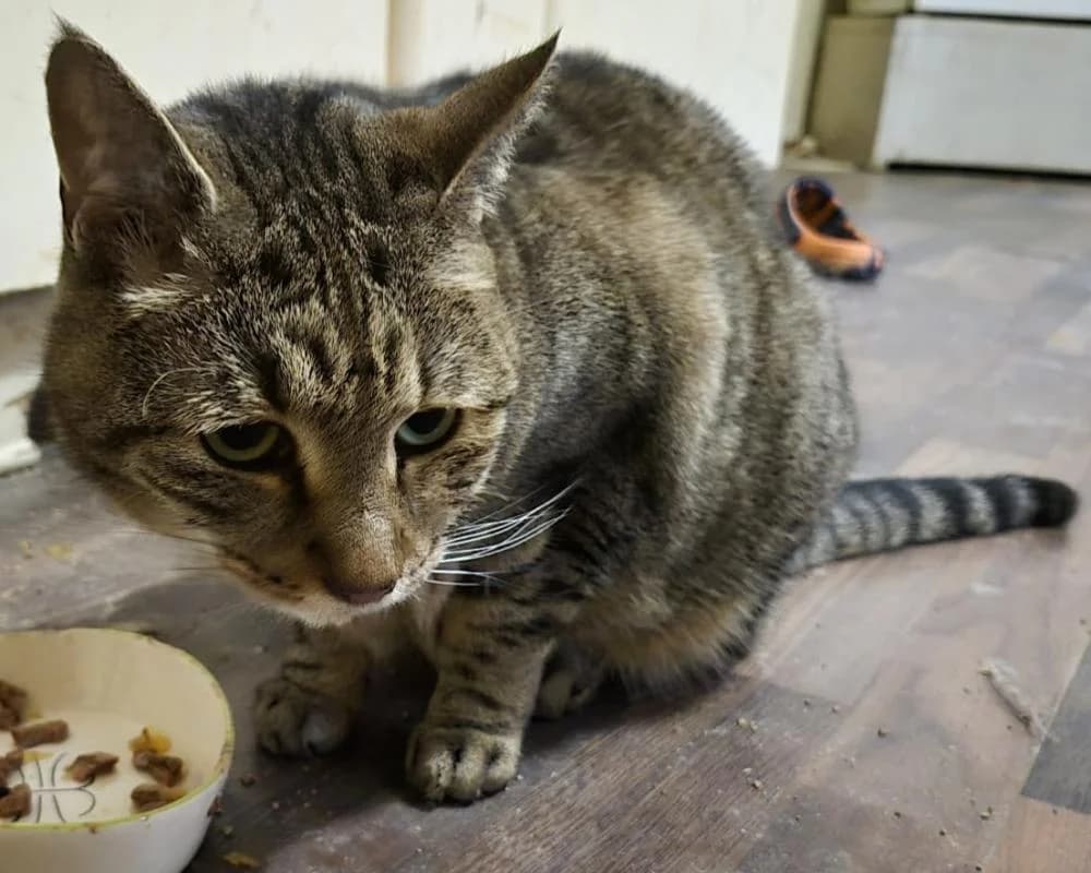 !PRIVAT DRINGEND ZUHAUSE GESUCHT! 0699/18008808, female European Shorthair for adoption at Tierschutzverein Wiener Neustadt, Neustadt