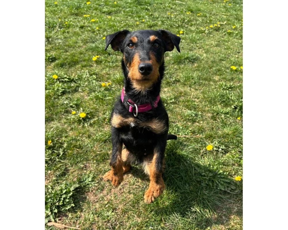 Susi, female 5yo mixed breed for adoption at Tierschutzverein Wiener Neustadt, Neustadt