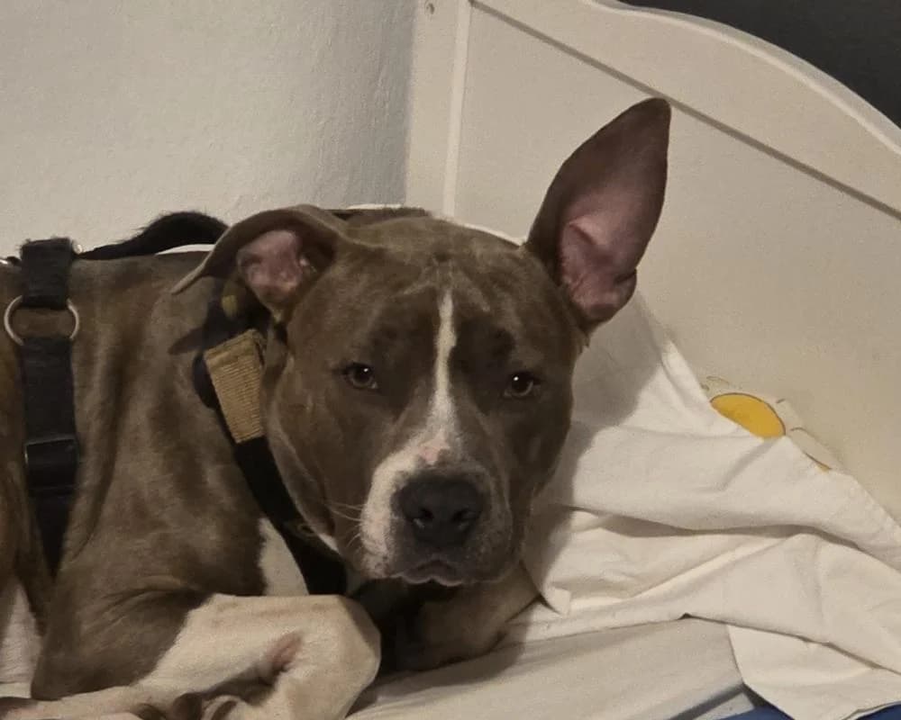 !PRIVAT DRINGEND ZUHAUSE GESUCHT! 0660/8163460, male American Staffordshire Terrier for adoption at Tierschutzverein Wiener Neustadt, Neustadt