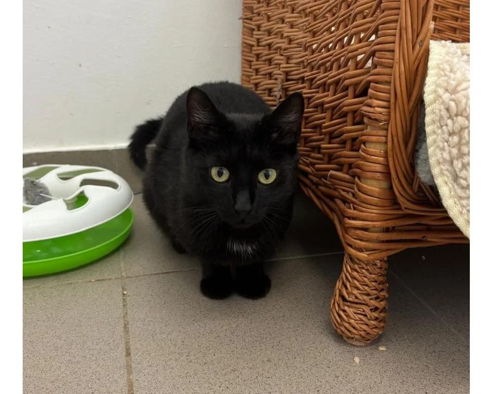 Saphir, female 5yo European Shorthair for adoption at Tierschutzverein Wiener Neustadt, Neustadt
