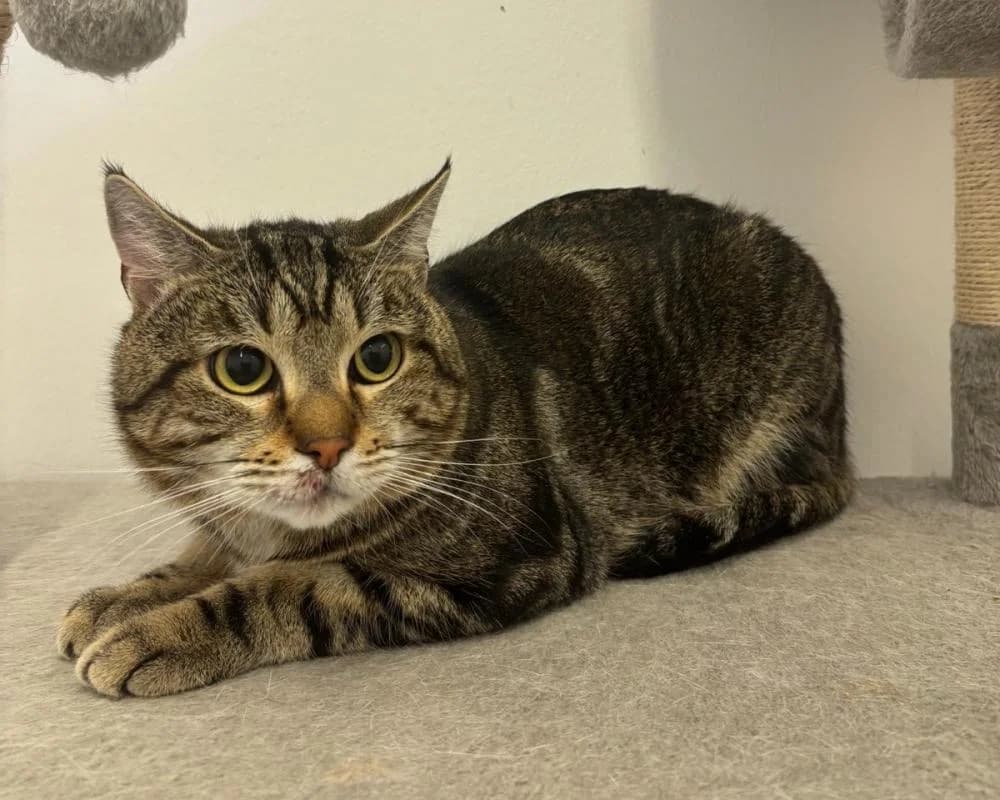 Archimedes, male 5yo European Shorthair for adoption at Tierschutzverein Wiener Neustadt, Neustadt