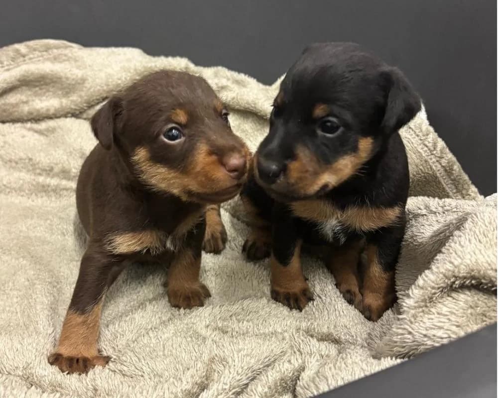 Sissi, Sola,Smartie, Sunny und Skyla, female puppy mixed breed for adoption at Tierschutzverein Wiener Neustadt, Neustadt