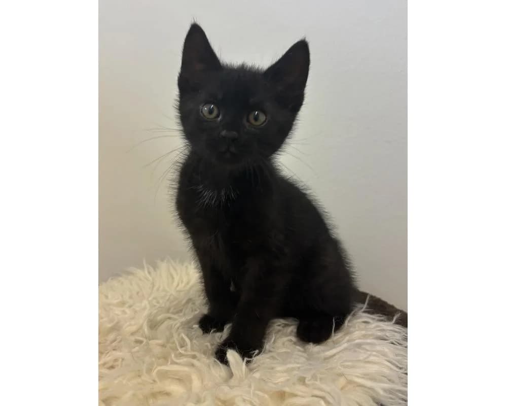 Paddington, male European Shorthair for adoption at Tierschutzverein Wiener Neustadt, Neustadt