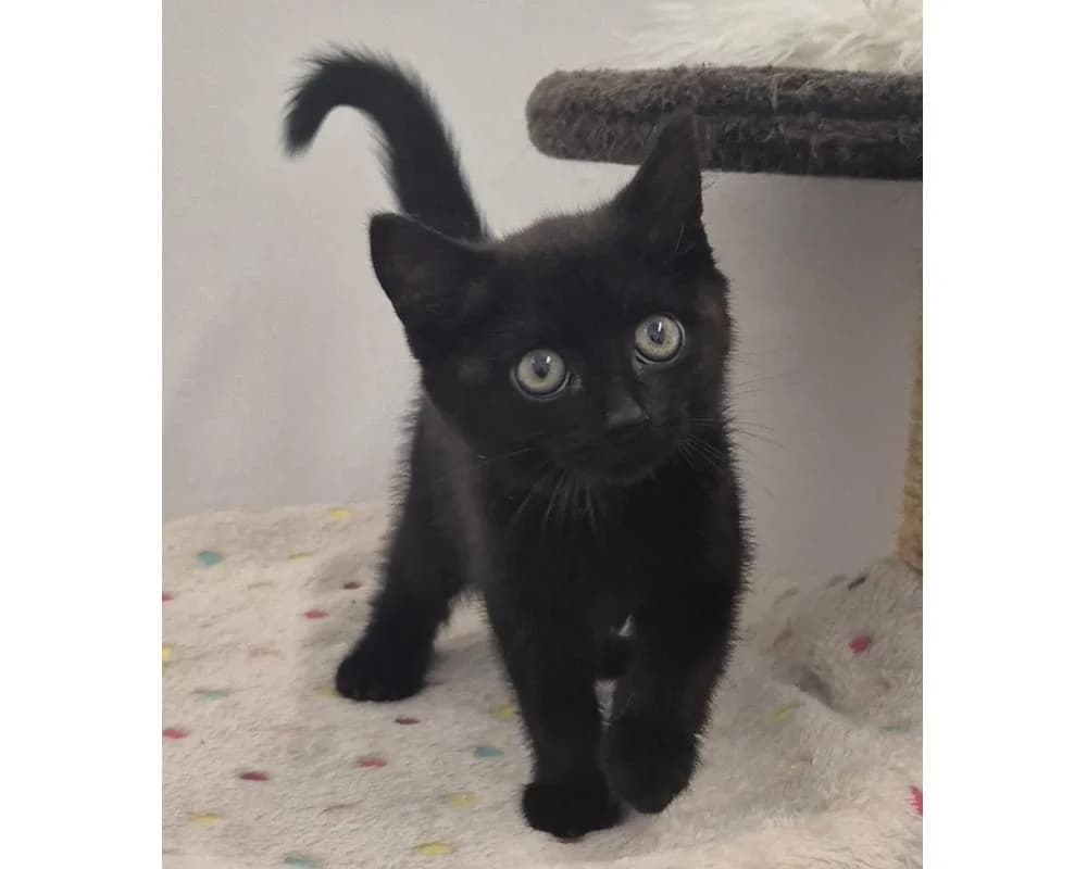Cello, female European Shorthair for adoption at Tierschutzverein Wiener Neustadt, Neustadt