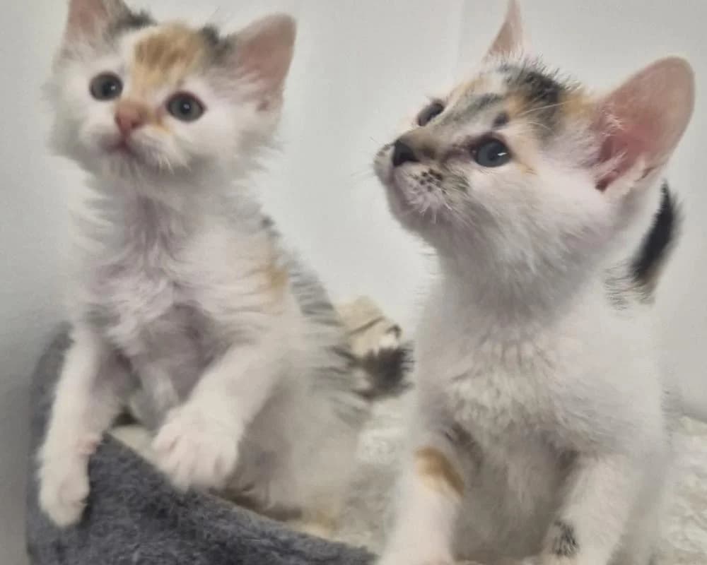 Nanni & Elli, female European Shorthair for adoption at Tierschutzverein Wiener Neustadt, Neustadt
