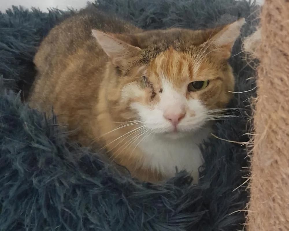 Rubin, female 3yo European Shorthair for adoption at Tierschutzverein Wiener Neustadt, Neustadt