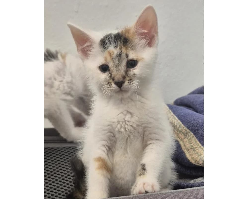 Elli & Stitch, European Shorthair for adoption at Tierschutzverein Wiener Neustadt, Neustadt