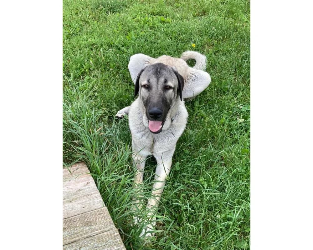 Mausi, female 4yo Kangal for adoption at Tierschutzverein Wiener Neustadt, Neustadt