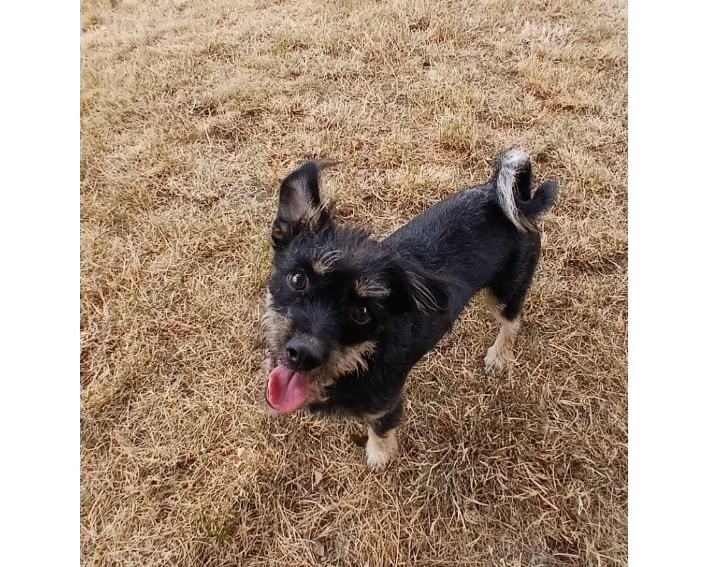 Clausi, male mixed breed for adoption at Tierschutzverein Wiener Neustadt, Neustadt