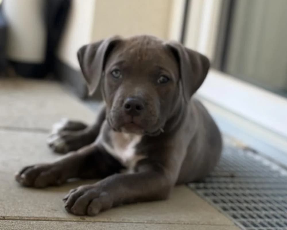PRIVAT DRINGEND ZUHAUSE GESUCHT!0681, grau male puppy American Bully for adoption at Tierschutzverein Wiener Neustadt, Neustadt