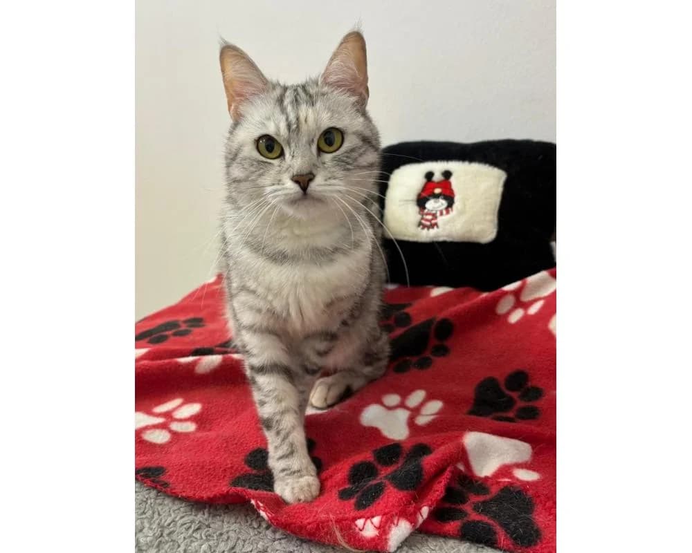 Candy, female young European Shorthair for adoption at Tierschutzverein Wiener Neustadt, Neustadt