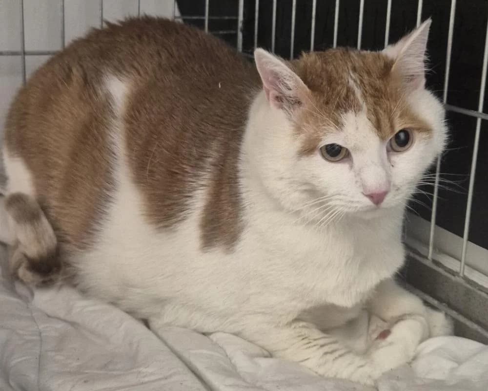 Pummelchen, male 4yo European Shorthair for adoption at Tierschutzverein Wiener Neustadt, Neustadt