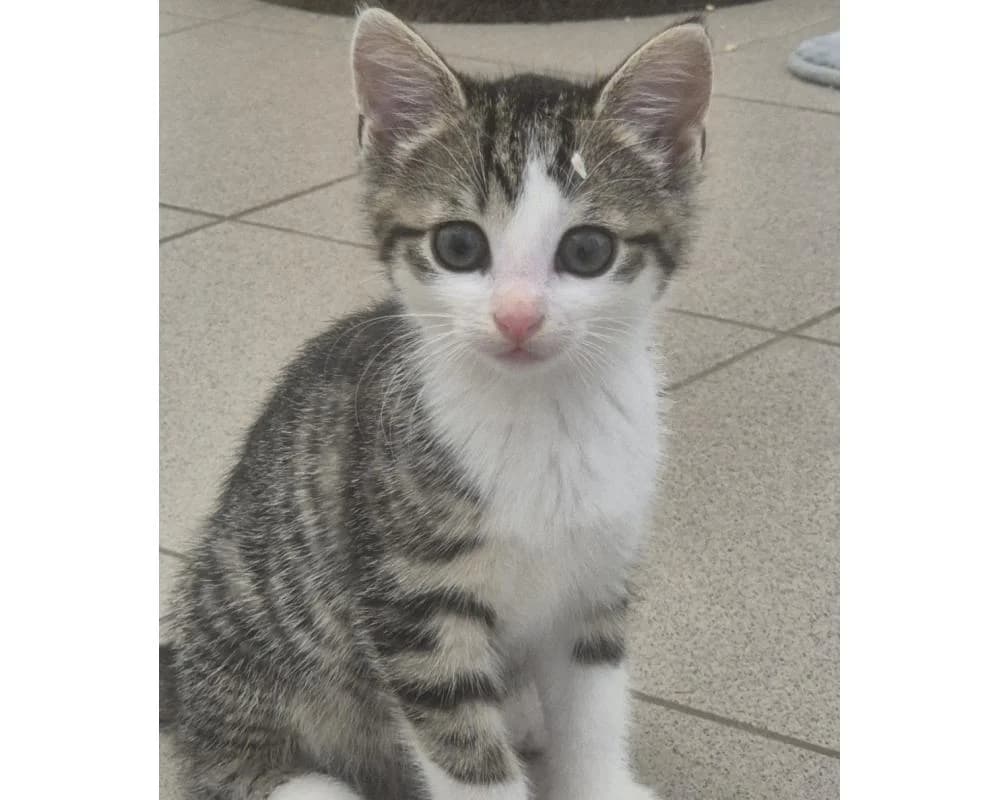 TRÜFFEL, TWIX, TIRAMISU und TOFFEE, female European Shorthair for adoption at Tierschutzverein Wiener Neustadt, Neustadt