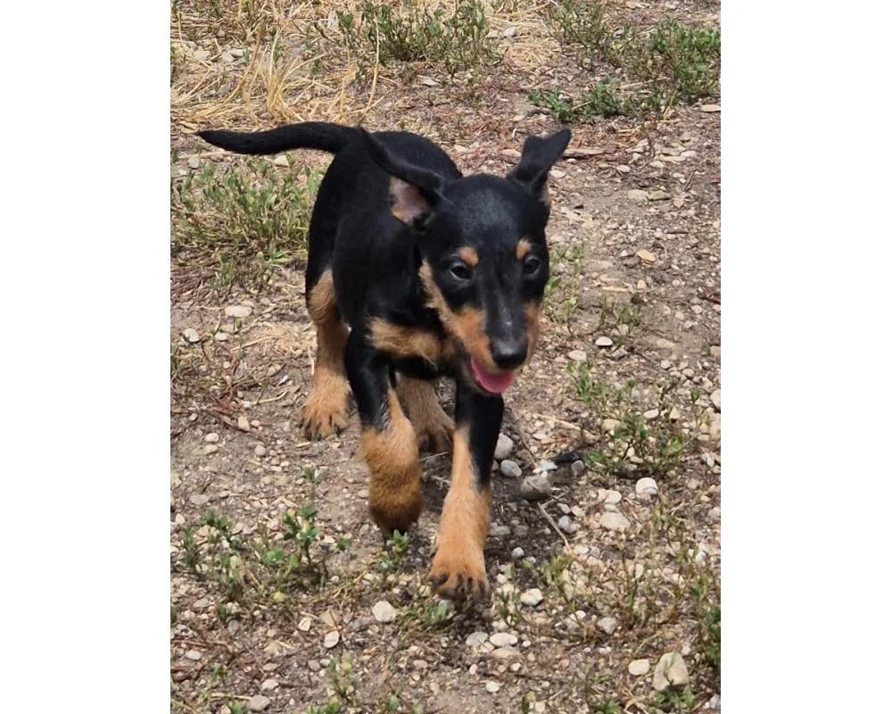 Sola & Sissi, female puppy mixed breed for adoption at Tierschutzverein Wiener Neustadt, Neustadt