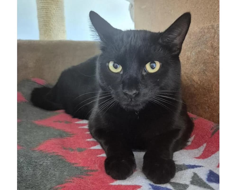 Bagheera & Balu, male 3yo European Shorthair for adoption at Tierschutzverein Wiener Neustadt, Neustadt