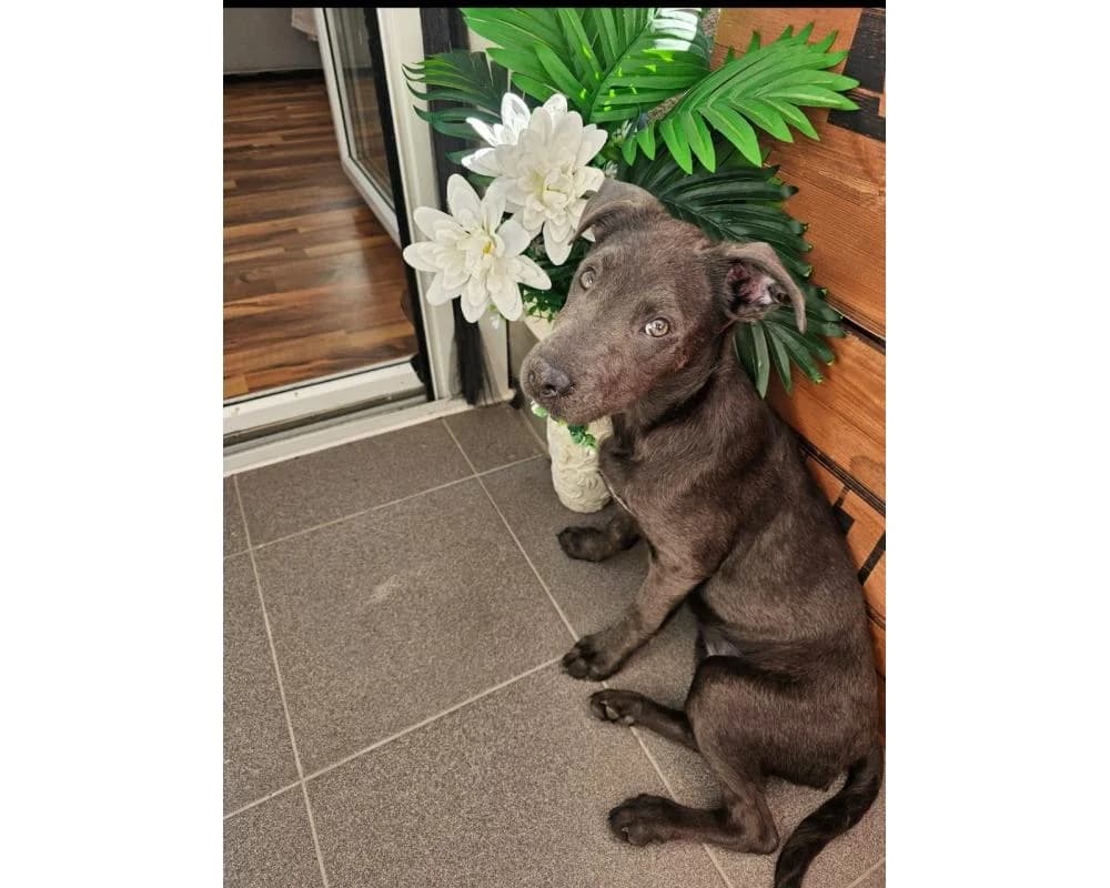 PRIVAT DRINGEND ZUHAUSE GESUCHT!0699/12345680, female puppy Mixed Breed for adoption at Tierschutzverein Wiener Neustadt, Neustadt