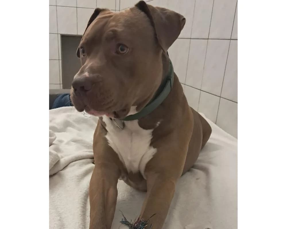 Tweety, male 3yo English Bulldog for adoption at Tierschutzverein Wiener Neustadt, Neustadt