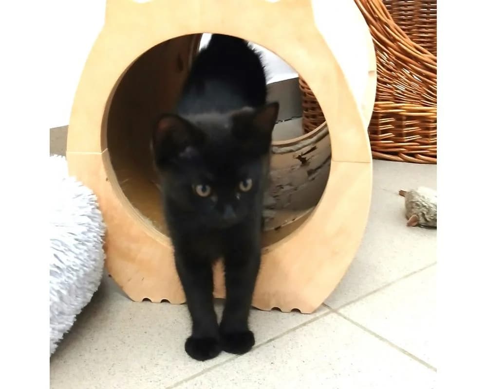 Luna, female European Shorthair for adoption at Tierschutzverein Wiener Neustadt, Neustadt