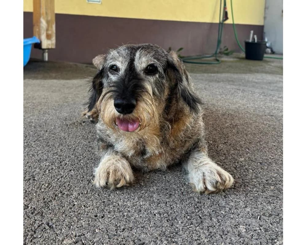 NOTFALL! DRINGEND ZUHAUSE GESUCHT! MOLLY 0664/1659081, female senior Dachshund for adoption at Tierschutzverein Wiener Neustadt, Neustadt