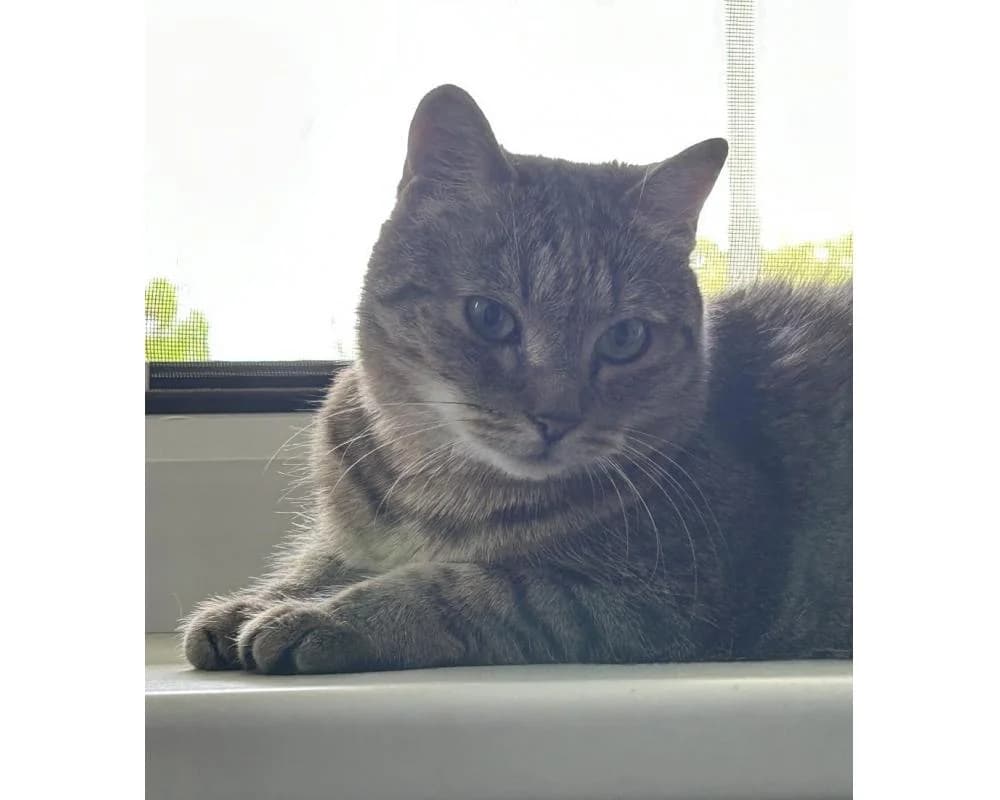 PRIVAT DRINGEND ZUHAUSE GESUCHT!0677/64795664, getigert female senior European Shorthair for adoption at Tierschutzverein Wiener Neustadt, Neustadt