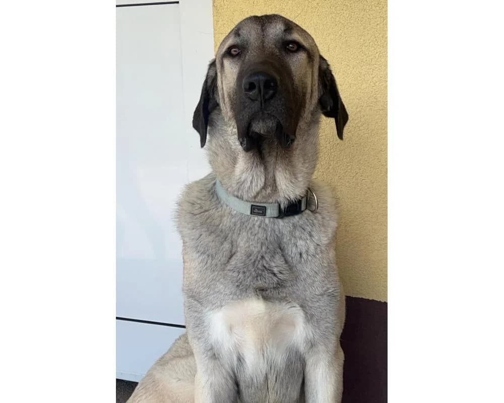 Momo, male 4yo Kangal for adoption at Tierschutzverein Wiener Neustadt, Neustadt