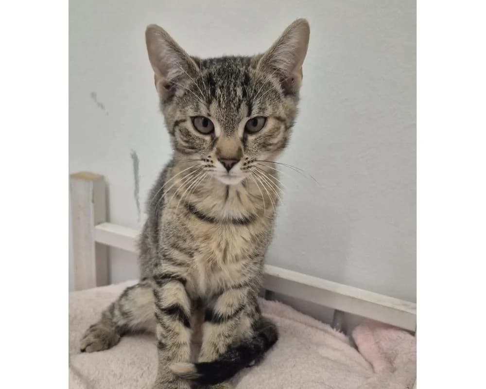 Mirabell, female European Shorthair for adoption at Tierschutzverein Wiener Neustadt, Neustadt