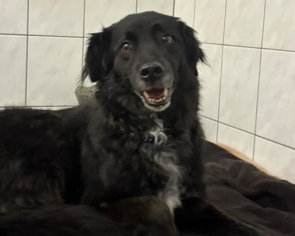 Lobo, male 7yo mixed breed for adoption at Tierschutzverein Wiener Neustadt, Neustadt
