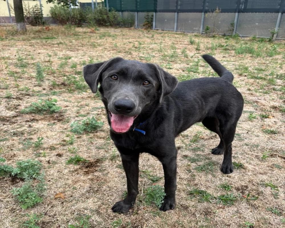 Bunny, male 5yo Labrador Retriever for adoption at Tierschutzverein Wiener Neustadt, Neustadt
