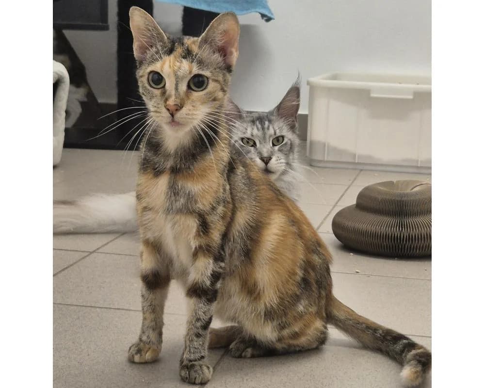 Lay`S, female young European Shorthair for adoption at Tierschutzverein Wiener Neustadt, Neustadt
