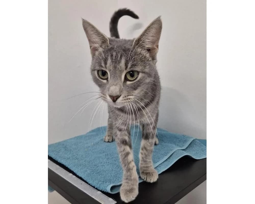 Grissini, female 5yo European Shorthair for adoption at Tierschutzverein Wiener Neustadt, Neustadt