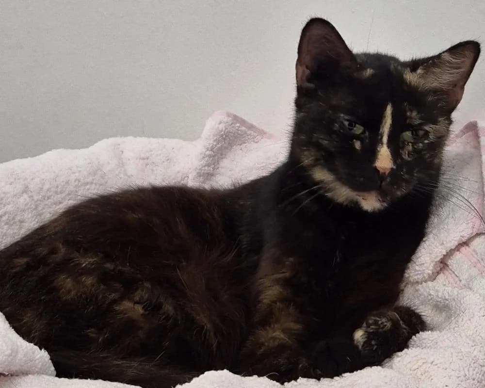 Jumpy`S, female young European Shorthair for adoption at Tierschutzverein Wiener Neustadt, Neustadt
