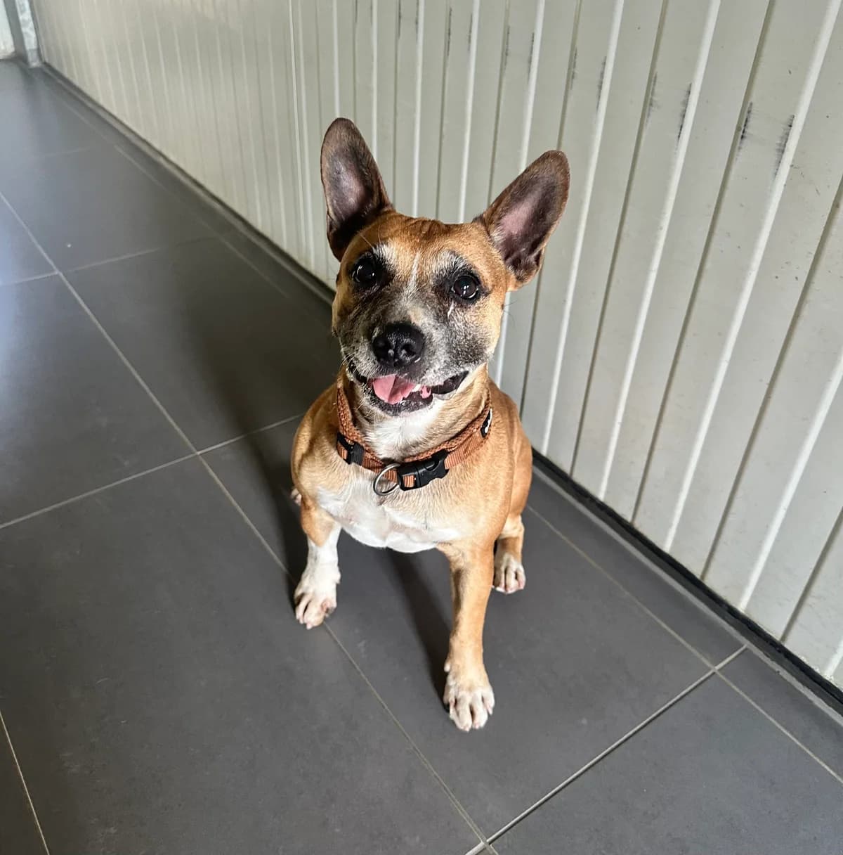 Einstein, braun-weiß male 4yo Mixed Breed for adoption at Tierschutzverein Wolfsberg, Wolfsberg