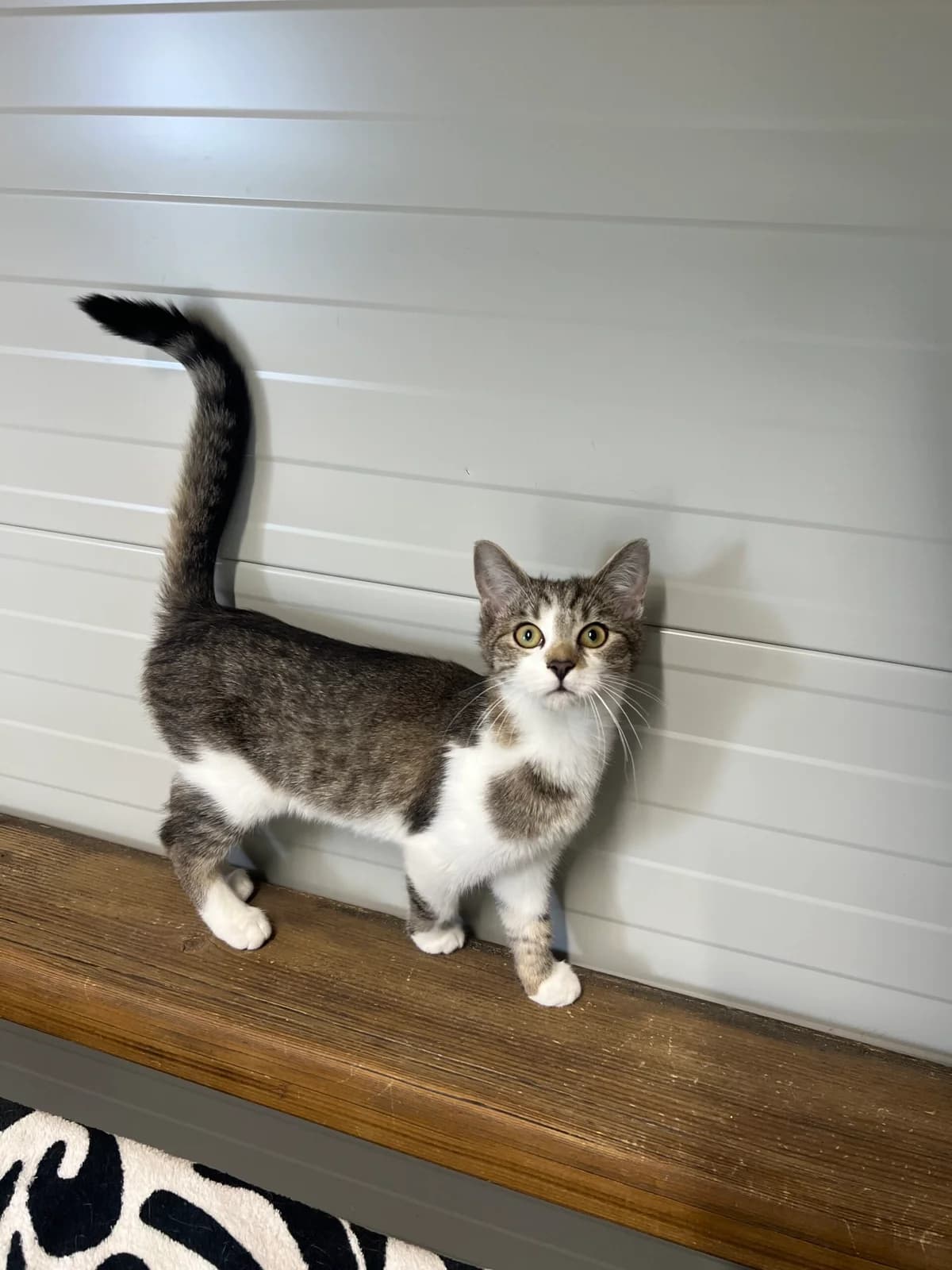 Ferdl, braun-grau getigert mit weiß male puppy European Shorthair for adoption at Tierschutzverein Wolfsberg, Wolfsberg