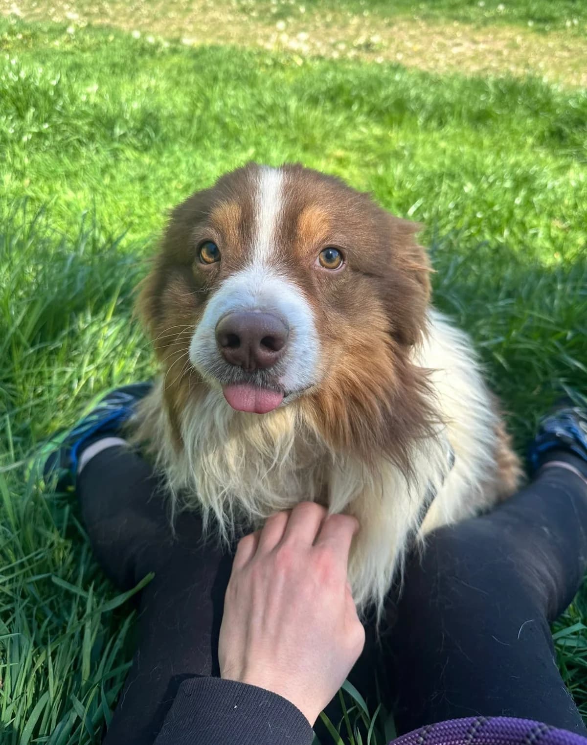 Freddy, braun-weiß male Australian Shepherd for adoption at Tierschutzverein Wolfsberg, Wolfsberg