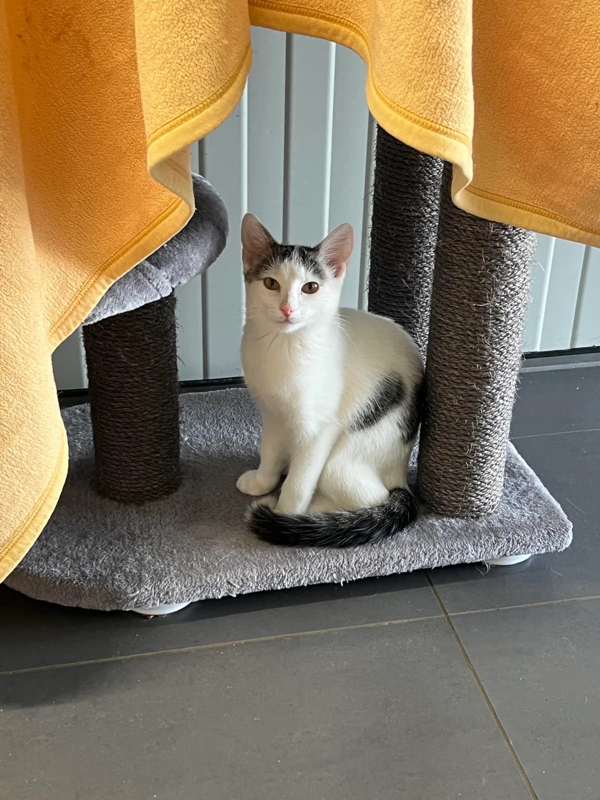 Hilde, tricolor female puppy European Shorthair for adoption at Tierschutzverein Wolfsberg, Wolfsberg