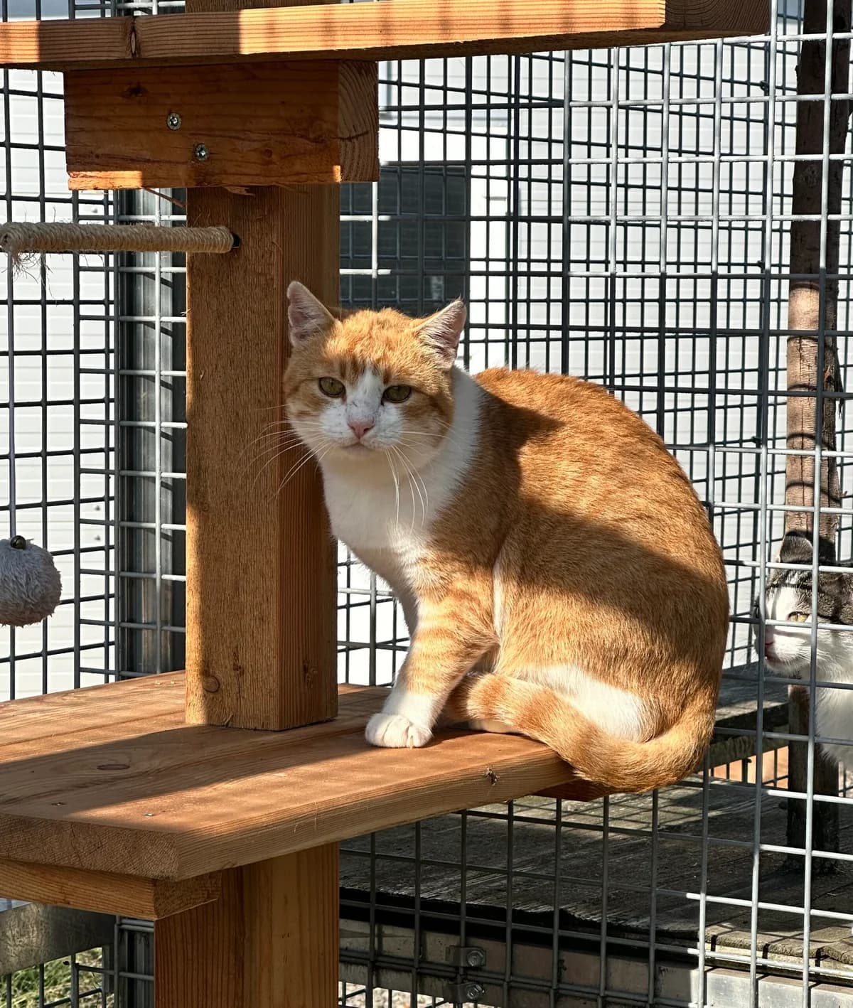 Manfred, rot-weiß male 3yo European Shorthair for adoption at Tierschutzverein Wolfsberg, Wolfsberg