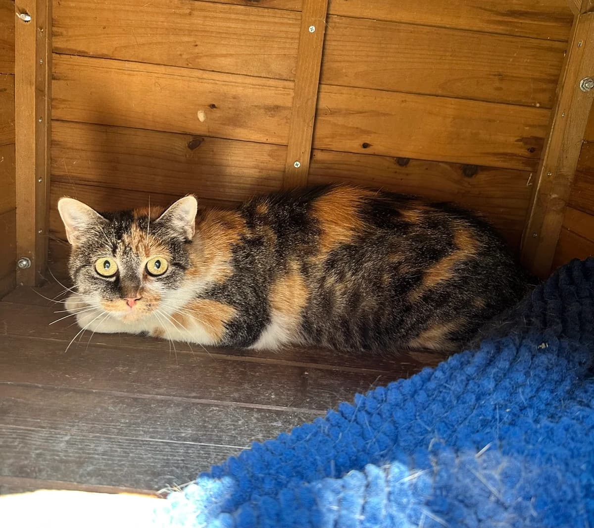 Queen Elisabeth, tricolor female young European Shorthair for adoption at Tierschutzverein Wolfsberg, Wolfsberg