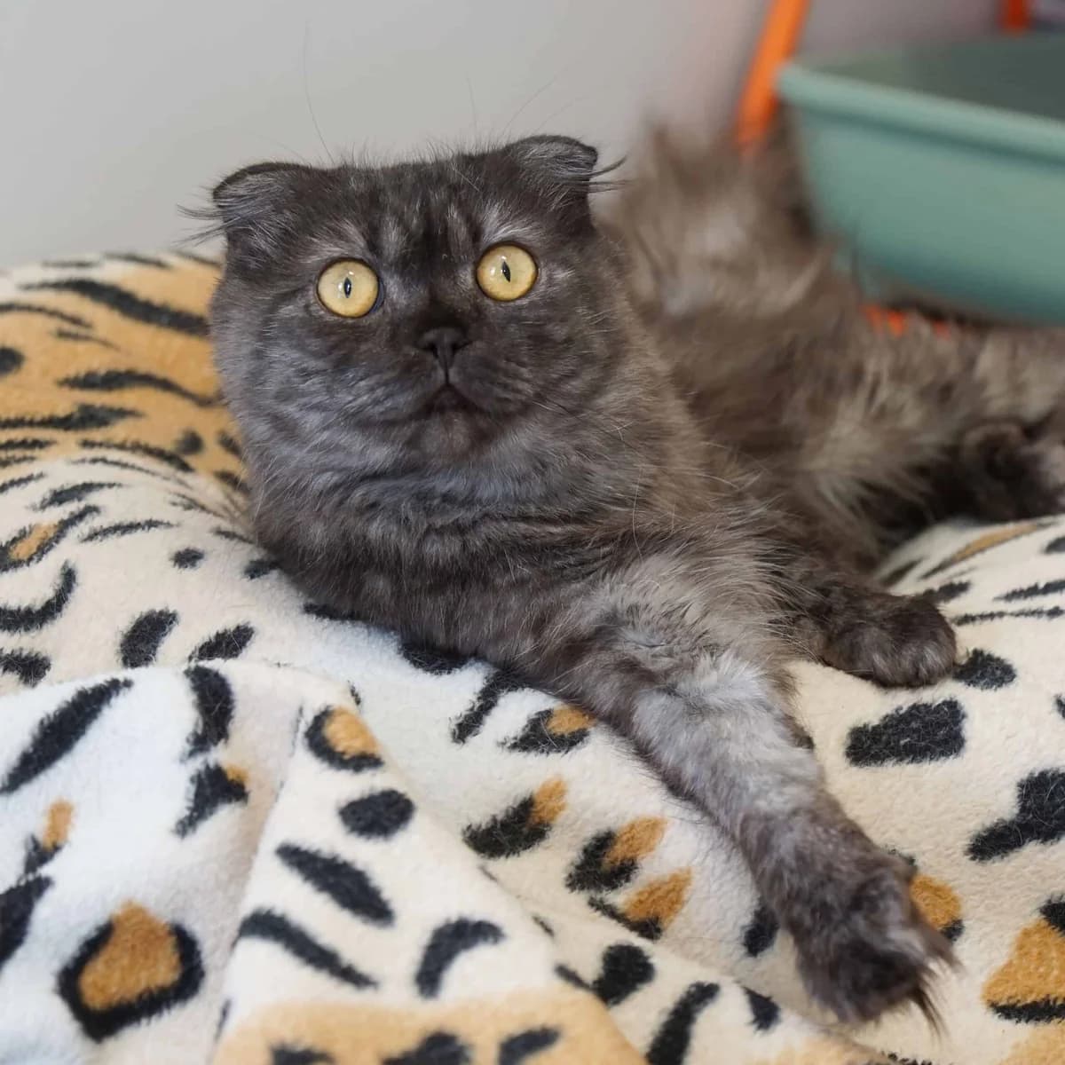 Apollonia, female Scottish Fold for adoption at TierQuarTier Wien, Vienna