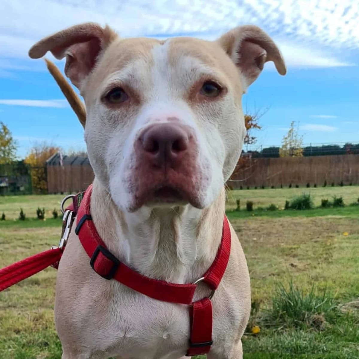 Arnold, male American Staffordshire Terrier for adoption at TierQuarTier Wien, Vienna
