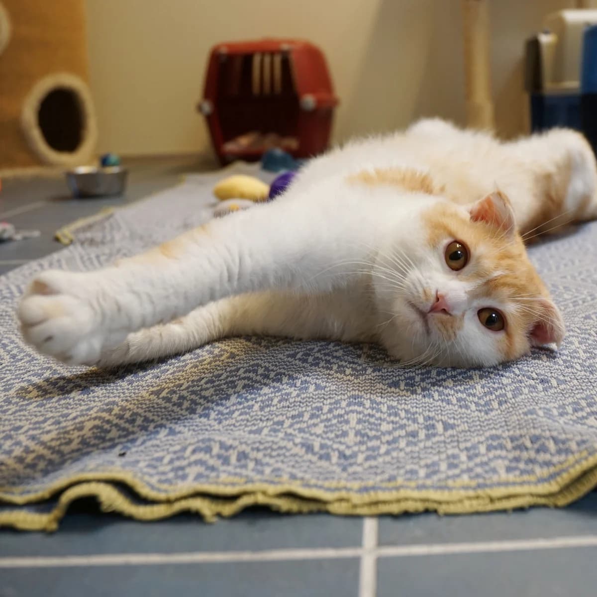 Asterix (& Obelix), male Scottish Fold for adoption at TierQuarTier Wien, Vienna