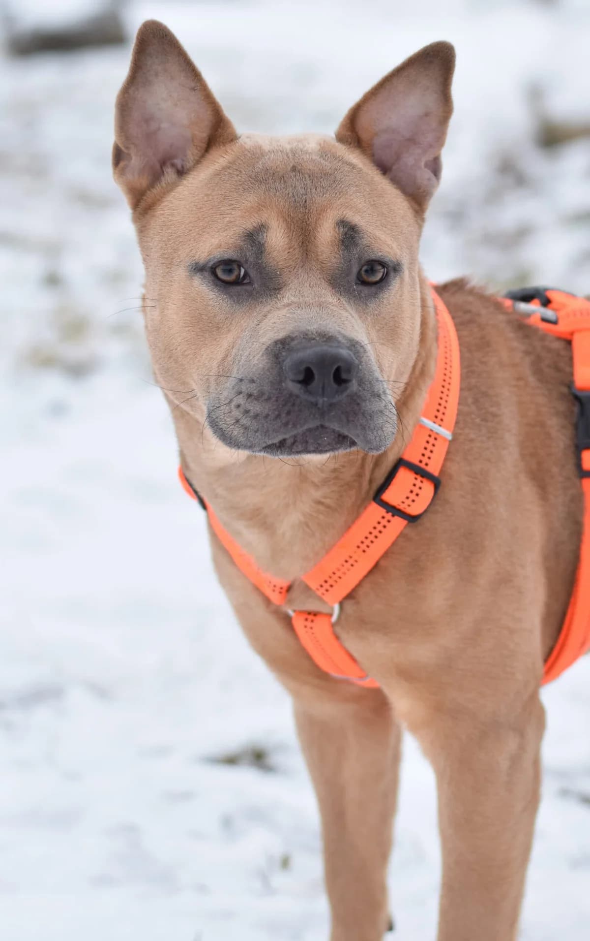 Bambino, male American Staffordshire Terrier for adoption at TierQuarTier Wien, Vienna